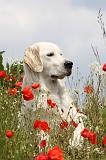 GOLDEN RETRIEVER 304